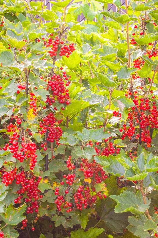 Red Currant in our backyard