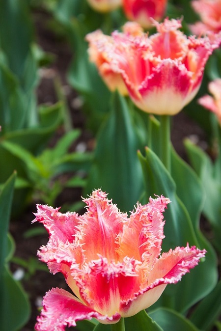 Tulips